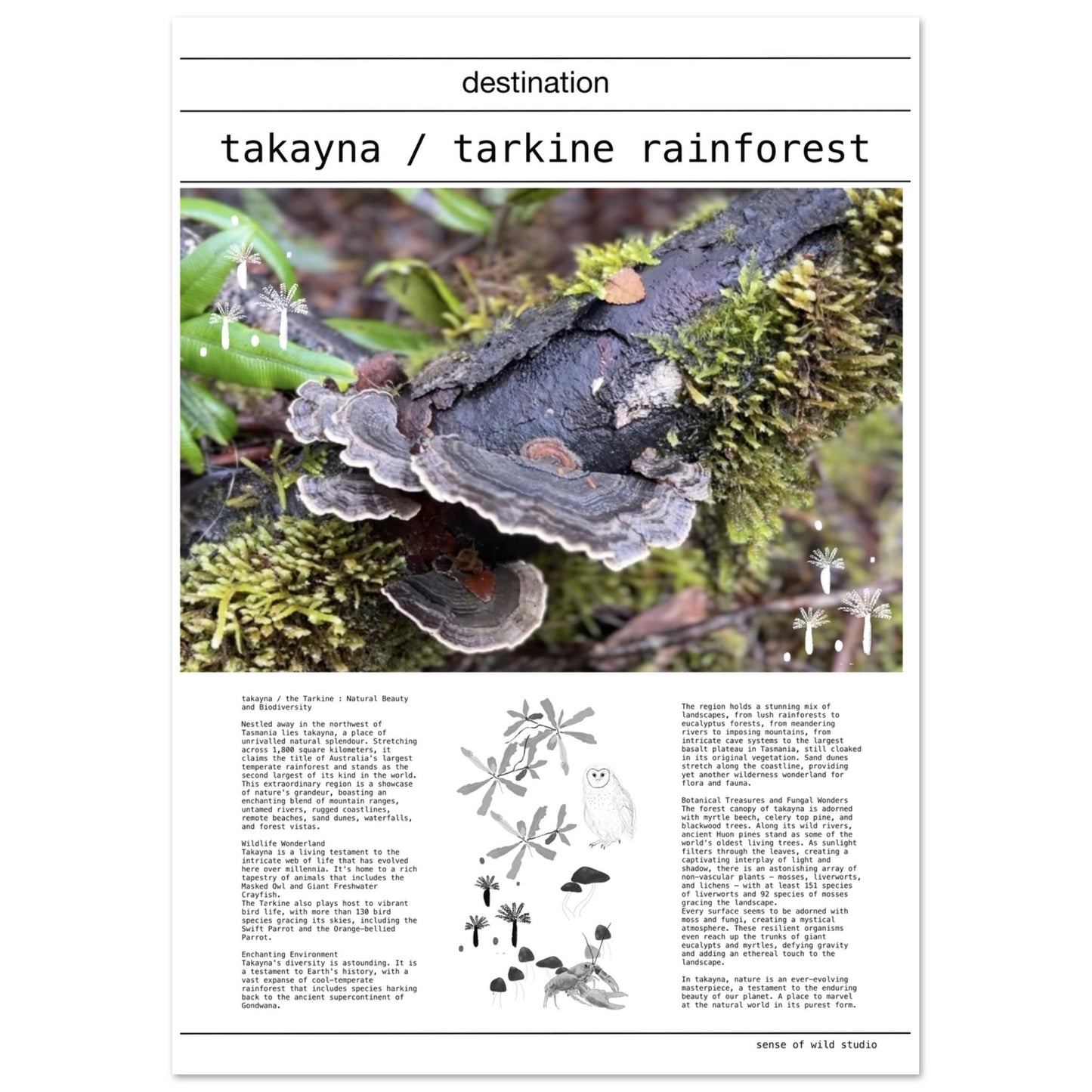 takayna / tarkine rainforest
