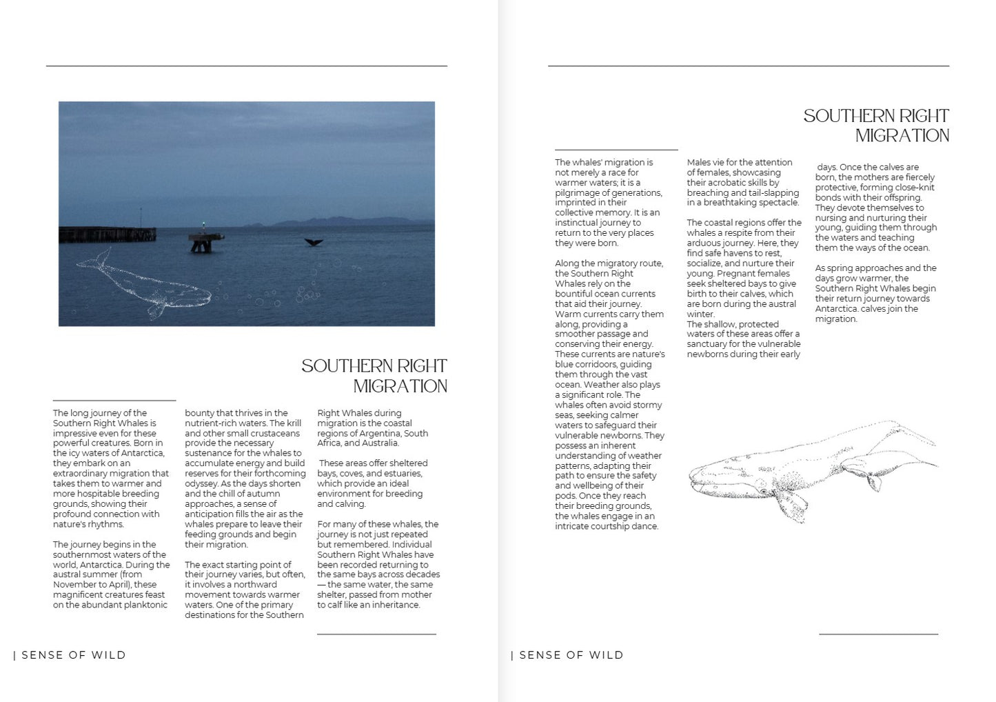 sense of wild magazine - oceans edition